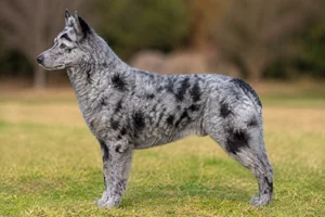 Mudi — blue merle coat