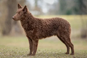 Mudi — brown coat