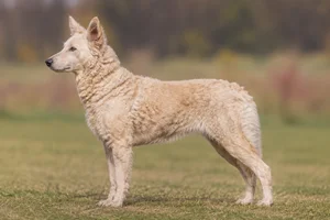 Mudi — fawn coat