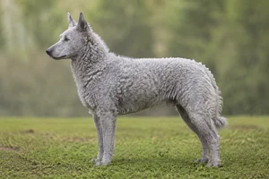 Mudi — gray coat