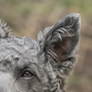 Mudi — ears