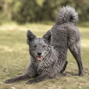 Mudi — playful