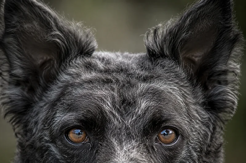 Mudi — eyes