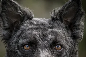 Mudi — eyes