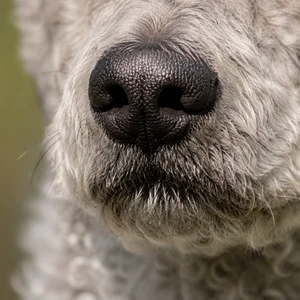 Mudi — nose
