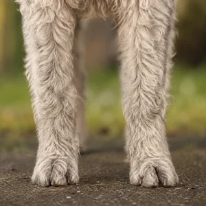Mudi — paws