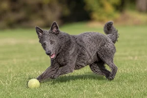 Mudi — playing