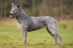 Mudi dog