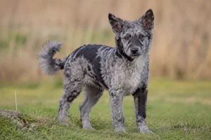 Mudi — puppy (~4 mo)