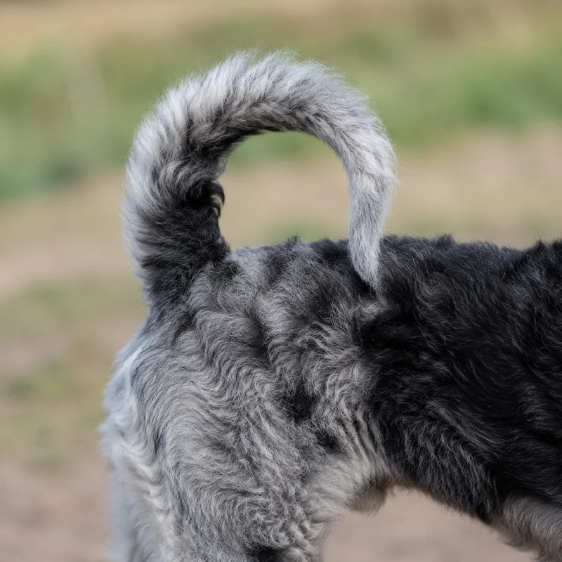 Mudi — tail