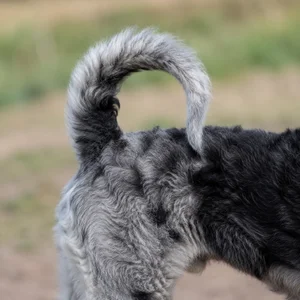 Mudi — tail