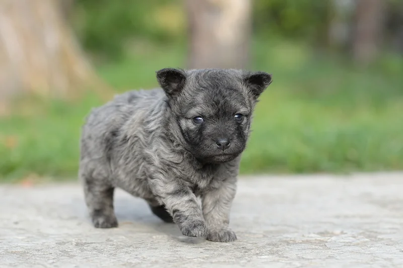 Mudi — young puppy (~1 mo)