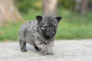 Mudi — young puppy (~1 mo)