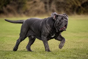 Neapolitan Mastiff — running