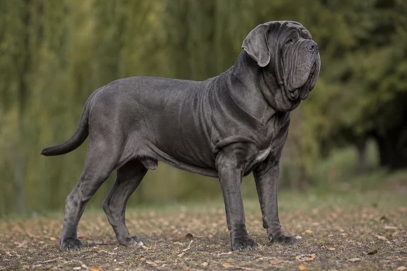 Neapolitan Mastiff — adult