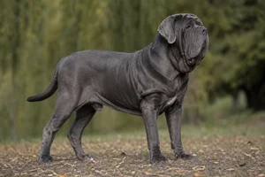 Neapolitan Mastiff — adult