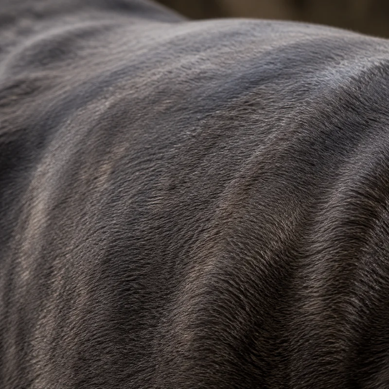 Neapolitan Mastiff — coat texture