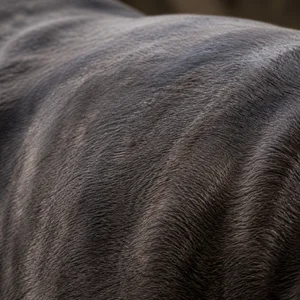 Neapolitan Mastiff — coat texture