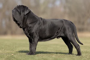 Neapolitan Mastiff — Black coat