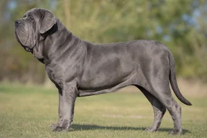 Neapolitan Mastiff — Blue coat