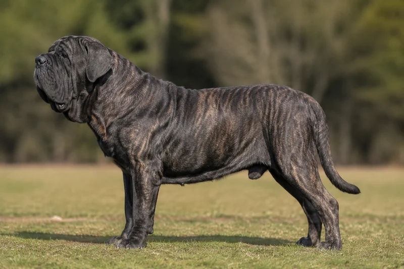 Neapolitan Mastiff — Brindle coat