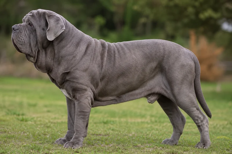 Neapolitan Mastiff — Gray coat