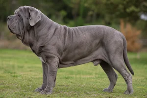 Neapolitan Mastiff — Gray coat