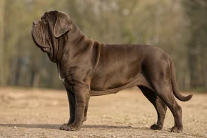 Neapolitan Mastiff — Mahogany coat