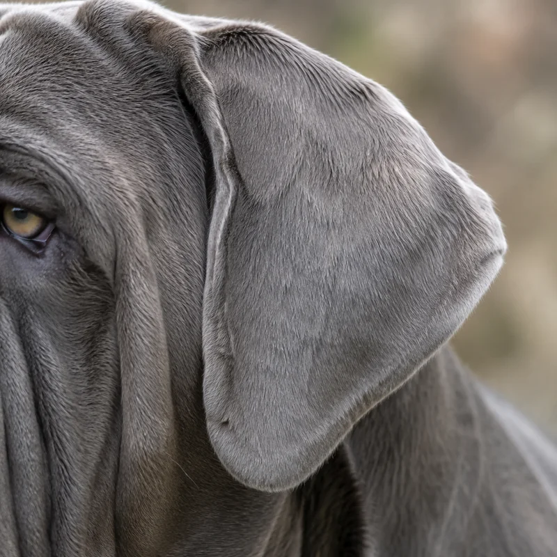 Neapolitan Mastiff — ears