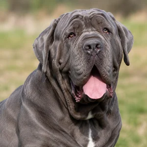 Neapolitan Mastiff — happy