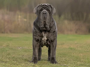 Neapolitan Mastiff — front