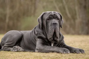 Neapolitan Mastiff — lying down