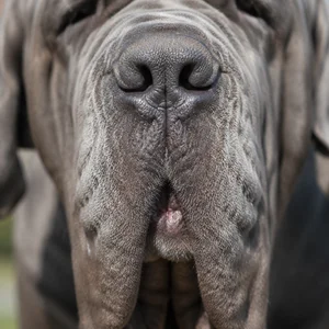 Neapolitan Mastiff — nose