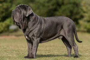 Neapolitan Mastiff dog