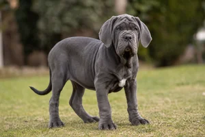 Neapolitan Mastiff — puppy (~4 mo)