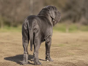 Neapolitan Mastiff — rear