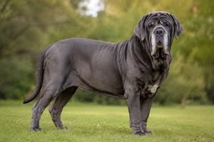 Neapolitan Mastiff — senior