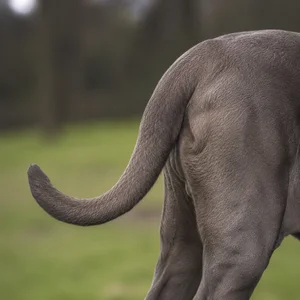 Neapolitan Mastiff — tail