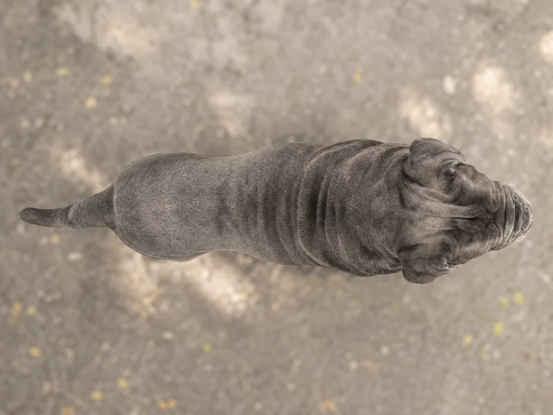 Neapolitan Mastiff — top