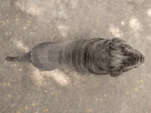 Neapolitan Mastiff — top