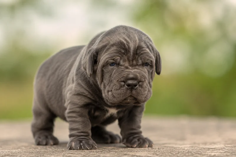 Neapolitan Mastiff — young puppy (~1 mo)