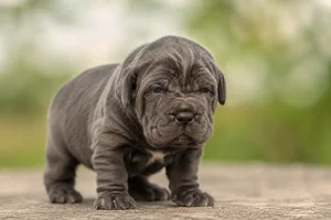 Neapolitan Mastiff — young puppy (~1 mo)