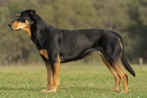 New Zealand Huntaway — Black and tan coat