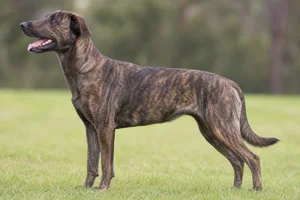 New Zealand Huntaway — Brindle coat
