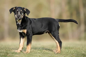 New Zealand Huntaway — puppy (~4 mo)