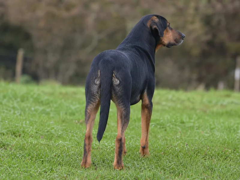 New Zealand Huntaway — rear