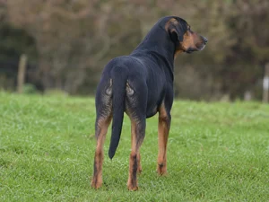 New Zealand Huntaway — rear