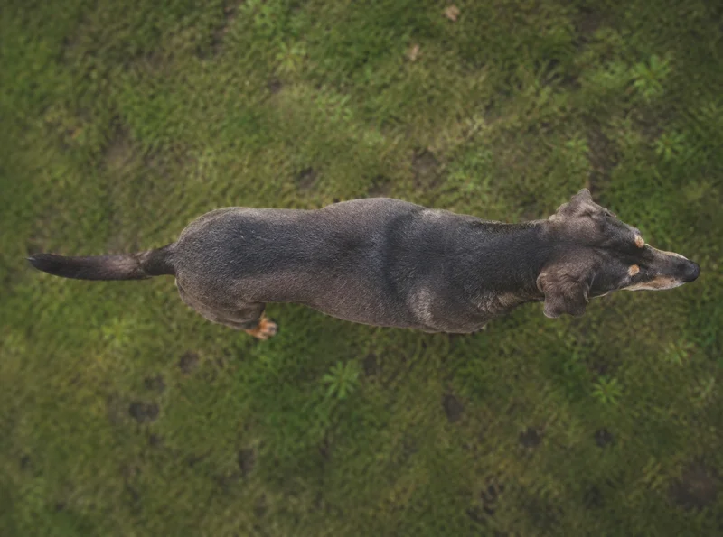 New Zealand Huntaway — top