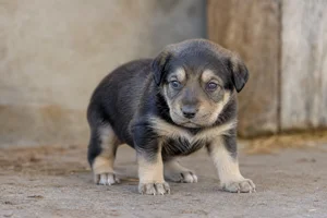 New Zealand Huntaway — young puppy (~1 mo)