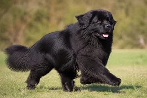 Newfoundland — running